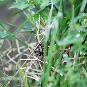Toad at Bishoftu, 11/10/14