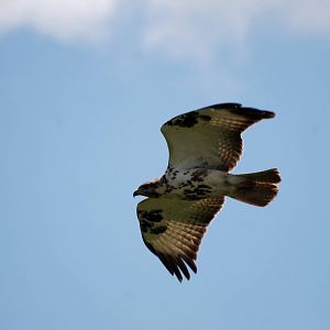 Short-toed Eagle at Bishoftu, 11/10/14