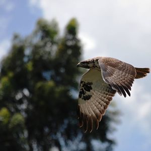 Short-toed Eagle at Bishoftu, 11/10/14