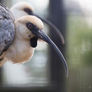 Black-faced ibis : Whipsnade : 30 Nov 2014