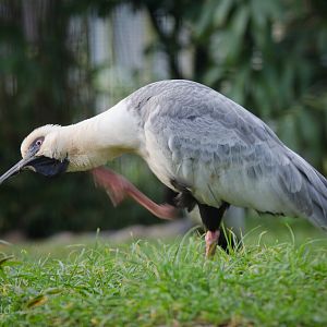 Black-faced ibis : Whipsnade : 30 Nov 2014