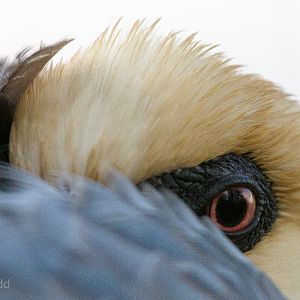 Black-faced ibis : Whipsnade : 30 Nov 2014