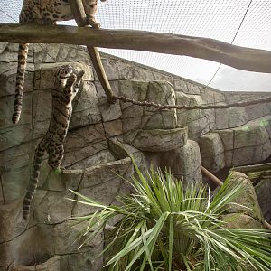 Clouded leopards : RSCC : 17 Oct 2014