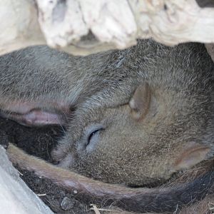 Brush-tailed Bettong