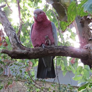 Galah