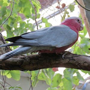 Galah