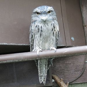 Tawny Frogmouth