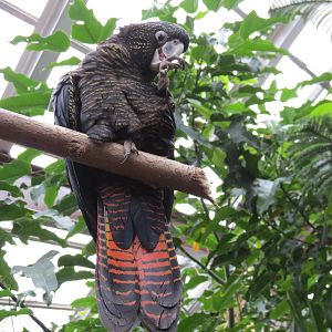 Red-tailed Black Cockatoo
