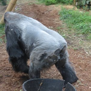 Lowland Gorilla