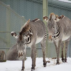 Grevys Zebra