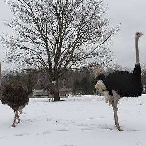 Ostrich