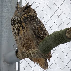 Eurasian Eagle Owl