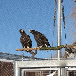 Steller's Sea Eagle