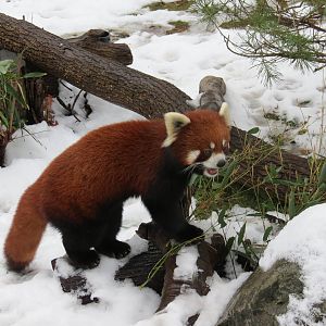 Red Panda