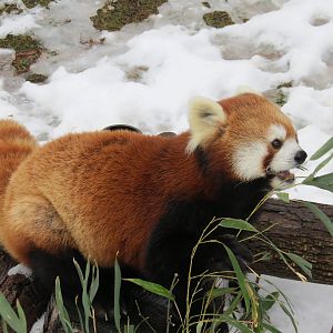 Red Panda