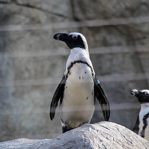 African Penquins