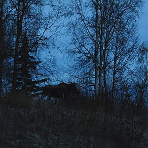 Moose - Alaska