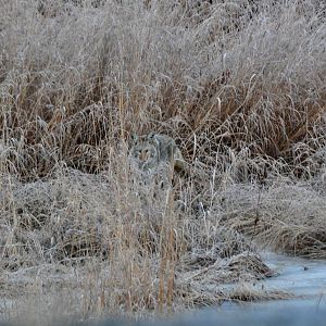 Coyote - Alaska