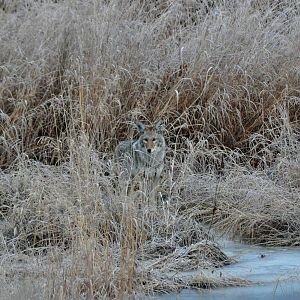 Coyote - Alaska