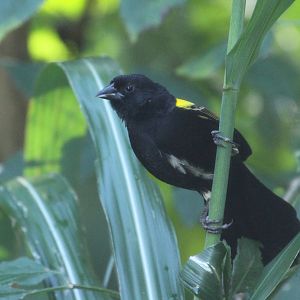 Yellow-mantled Widowbird (Euplectes macroura)