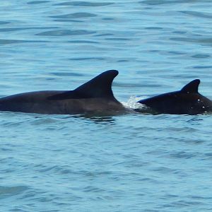 Dec. 2014 - Hilton Head Island - South Carolina - Atlantic Bottlenose Dolph