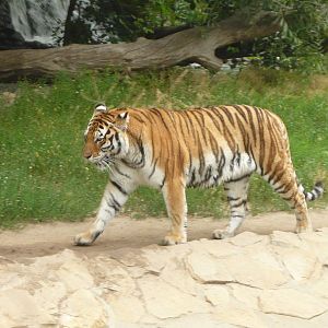 Amur tiger