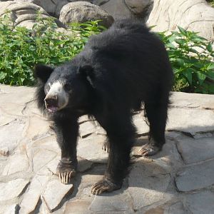 Sloth bear