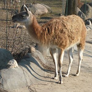 Guanaco