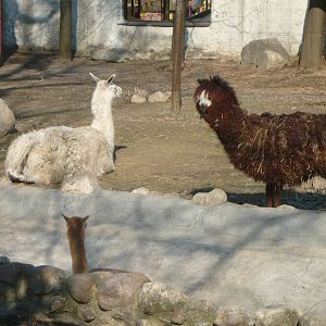 Llama and Alpaca