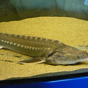 Kaluga (Huso dauricus)