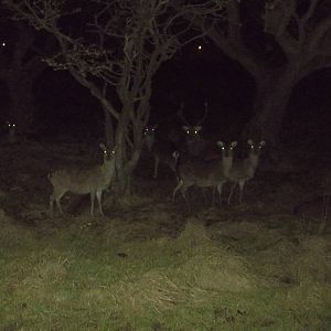 Formosan Sika Deer, 16th December 2014