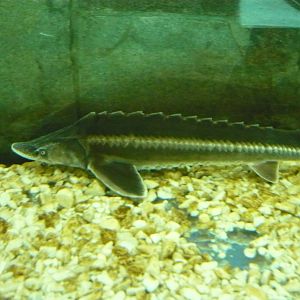 Bastard sturgeon (Acipenser nudiventris)