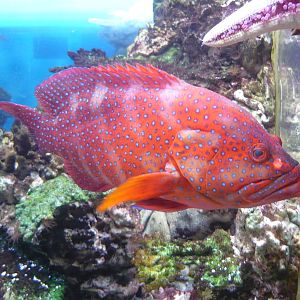 Coral hind (Cephalopholis miniata)