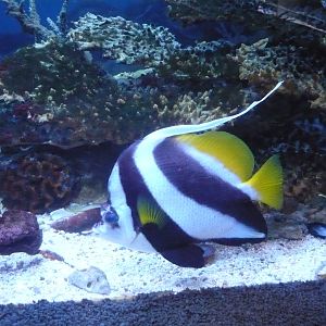Longfin bannerfish (Heniochus acuminatus)