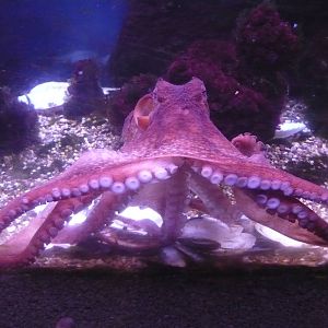 Giant Pacific octopus (Enteroctopus dofleini)