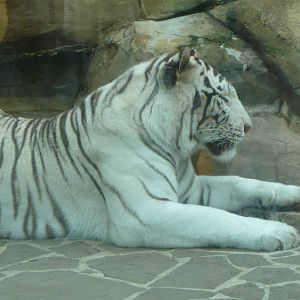 White tiger