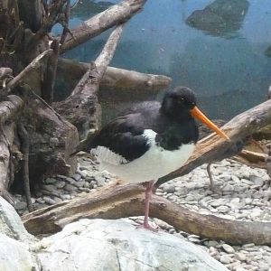 Eurasian oystercatcher