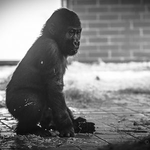 Western lowland gorilla : Twycross : 03 Oct 2014