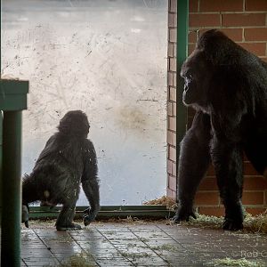 Western lowland gorilla : Twycross : 03 Oct 2014