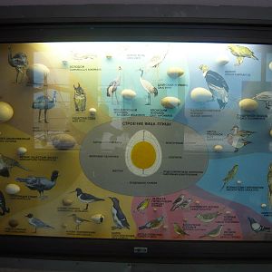 Bird egg exhibit