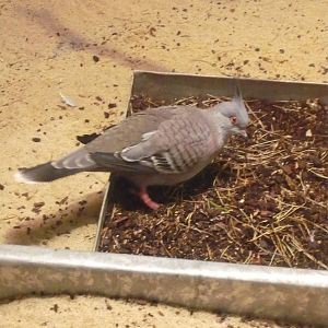 Crested dove