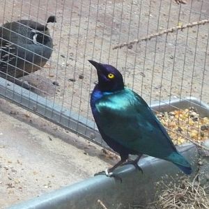 Glossy starling and California quail