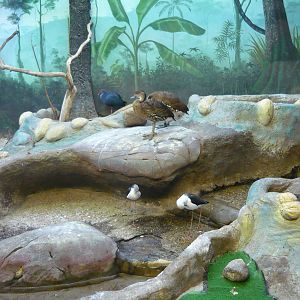 Wading and water birds enclosure