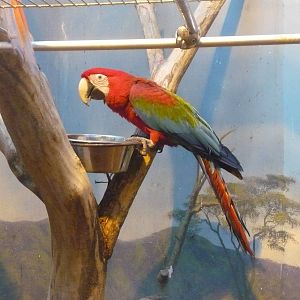 Green-winged macaw
