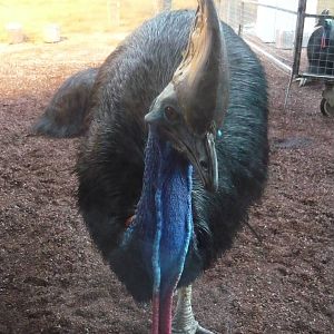 Southern cassowary