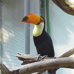 Toco toucan
