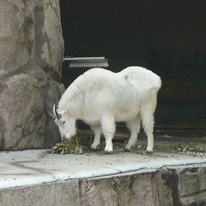 Mountain goat