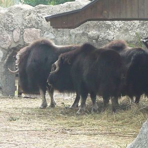 Musk oxen
