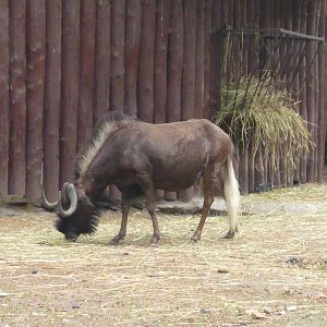 Black wildebeest