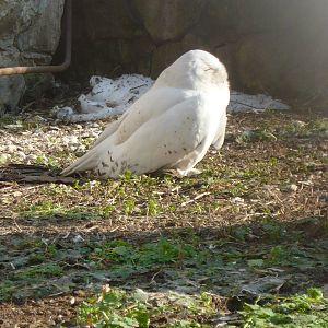 Snowy owl